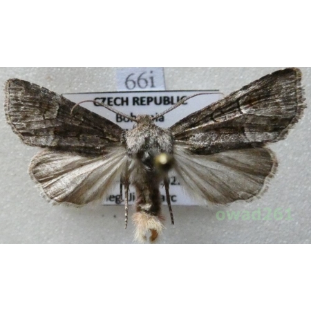 Brachylomia viminalis (Fabricius, 1776) Czech66i